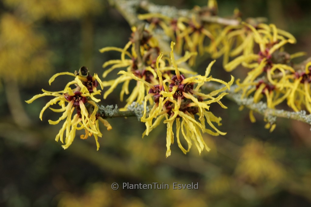 Hamamelis x intermedia 'Amanon'