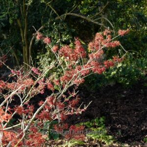 Hamamelis x intermedia 'Arnhem'