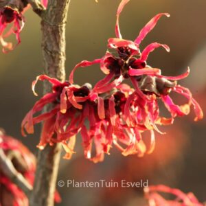 Hamamelis x intermedia 'Diane'