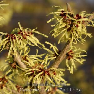 Hamamelis x intermedia 'Pallida'