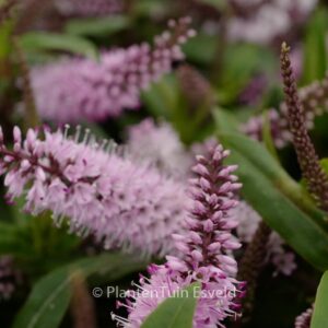 Hebe 'Midsummer Beauty'