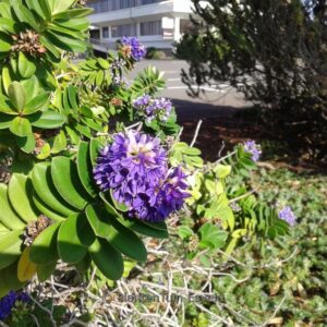 Hebe franciscana 'Blue Gem'