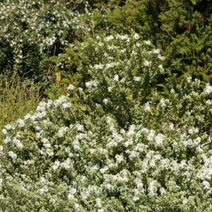 Hebe pinguifolia 'Pagei'