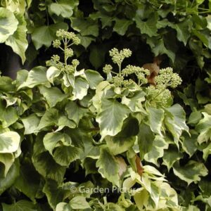 Hedera algeriensis 'Gloire de Marengo'