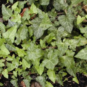 Hedera caucasigena 'Tanja'