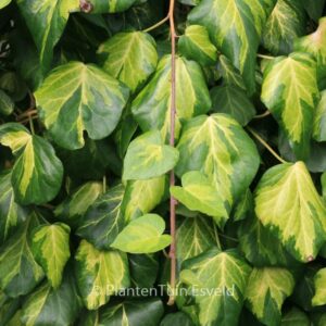 Hedera colchica 'Sulphur Heart'