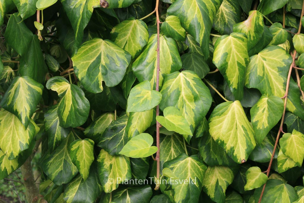 Hedera colchica 'Sulphur Heart'