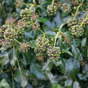 Hedera helix 'Arbori Gloss' (Arborescent Group)