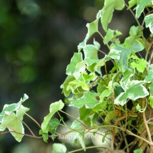 Hedera helix 'Clotted Cream'