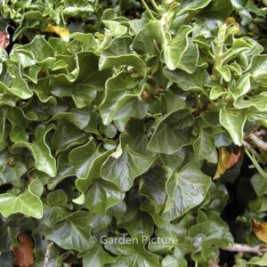 Hedera helix 'Conglomerata'