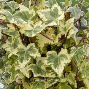 Hedera helix 'Glacier'