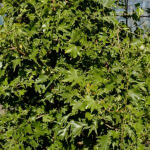 Hedera helix 'Lalla Rookh'