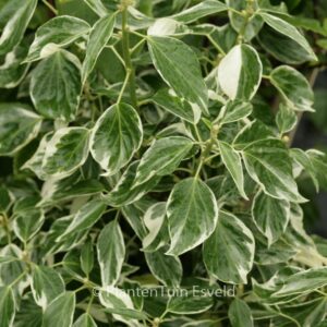 Hedera helix 'Pink Ice'