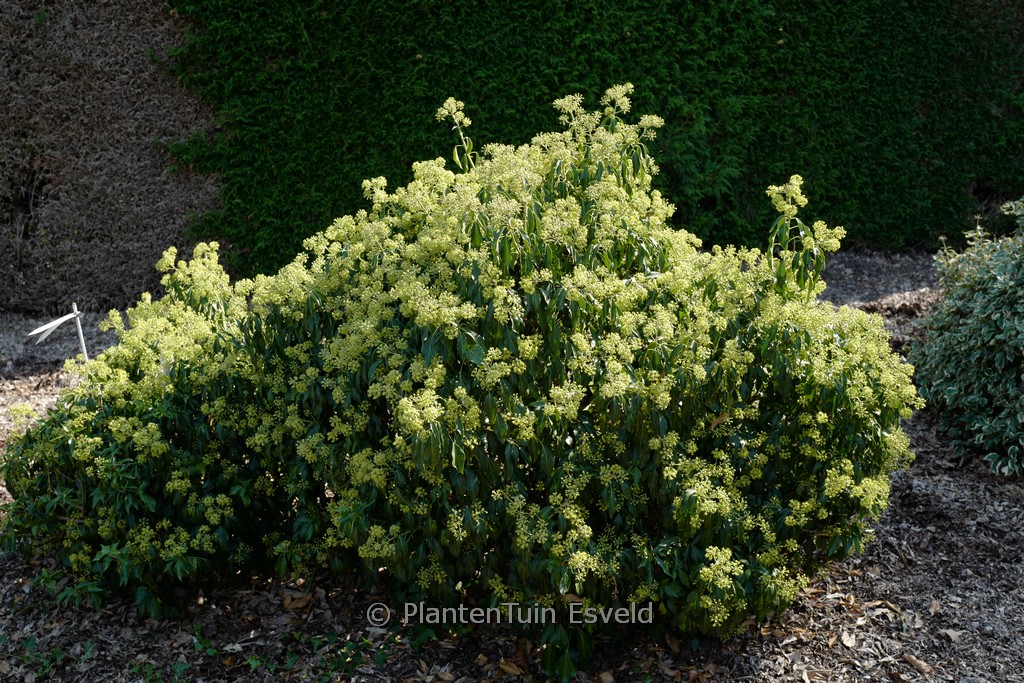 Hedera helix 'Zorgvlied' (Arborescent Group)