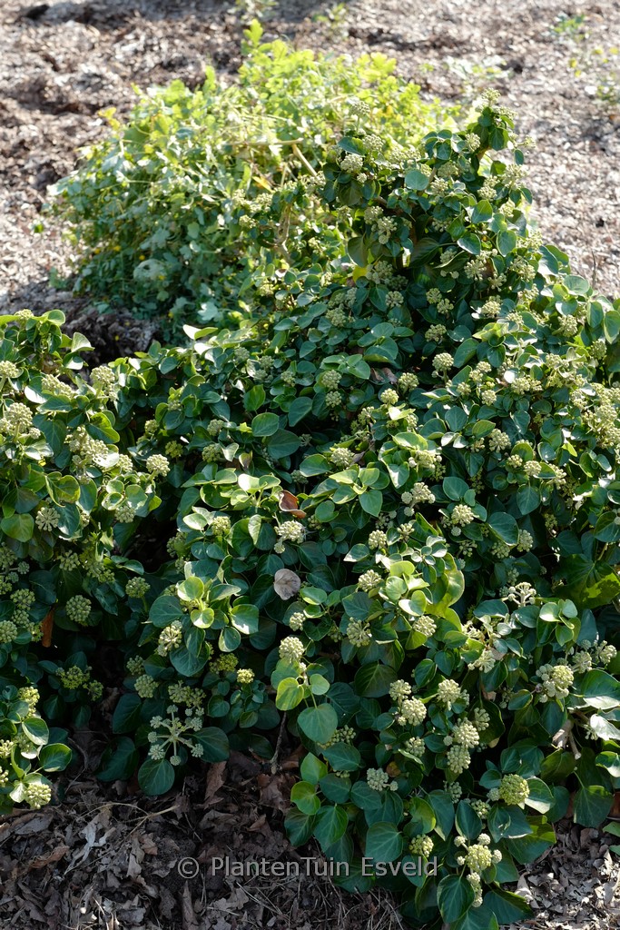 Hedera hibernica 'Arbori Compact'
