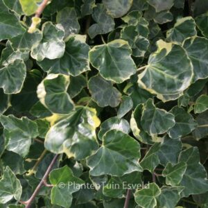 Hedera hibernica 'Sulphurea'