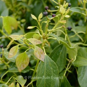 Hedera nepalensis sinensis