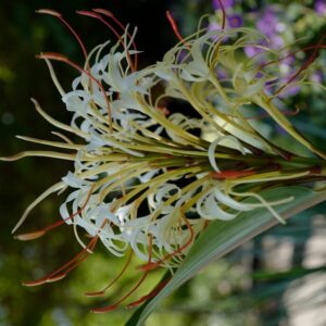 Hedychium 'Trum Trom'