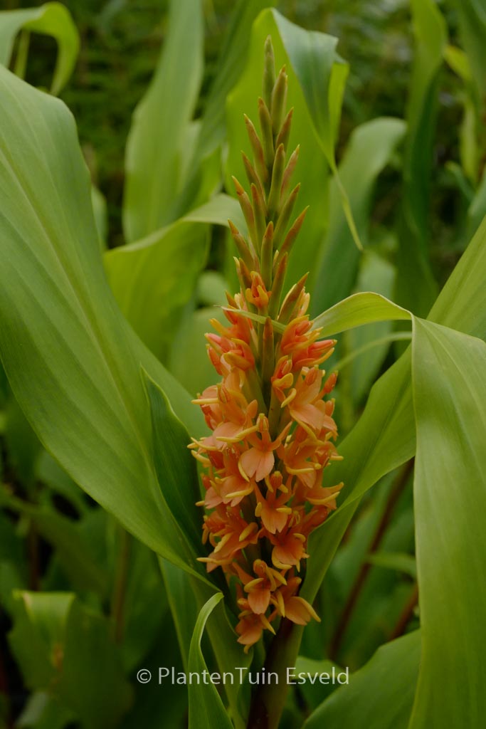 Hedychium densiflorum 'Assam Orange'