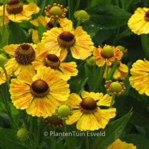 Helenium 'Goldrausch'