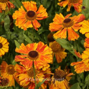 Helenium 'Kupfersprudel'