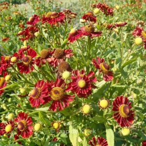 Helenium 'Mahagoni'