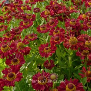 Helenium 'Ranchera'