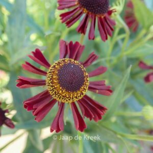 Helenium 'Ruby Tuesday'