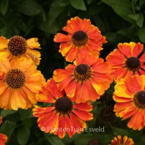 Helenium 'Sahin's Early Flowerer'