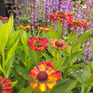 Helenium 'Tom' (UFO)