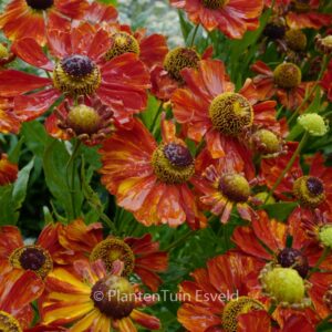 Helenium 'Waltraut'