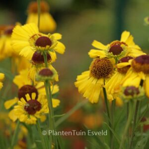 Helenium 'Wesergold'
