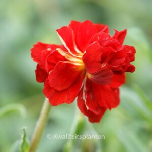 Helianthemum 'Amabile Plenum'