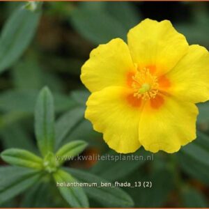 Helianthemum 'Ben Fhada'
