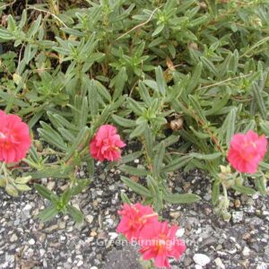 Helianthemum 'Cerise Queen'
