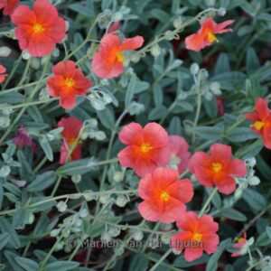 Helianthemum 'Fire Dragon'