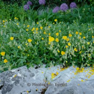 Helianthemum 'Golden Queen'