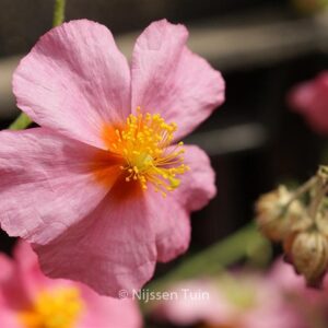Helianthemum 'Lawrenson's Pink'