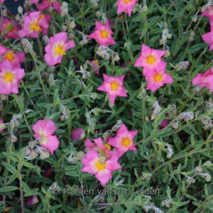Helianthemum 'Rhodanthe Carneum'