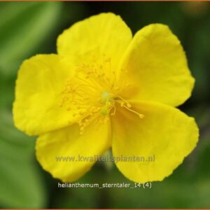 Helianthemum 'Sterntaler'