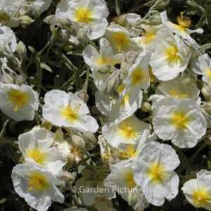Helianthemum 'The Bride'