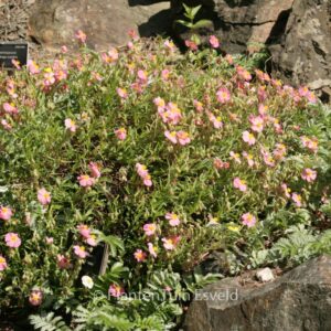 Helianthemum 'Watergate Rose'