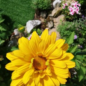 Helianthus 'Flying Saucers'