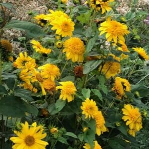 Helianthus 'Happy Days'