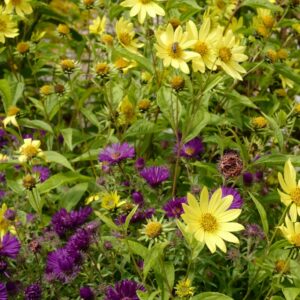 Helianthus 'Lemon Queen'