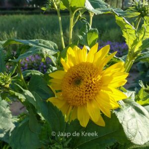 Helianthus decapetalus 'Capenoch Star'