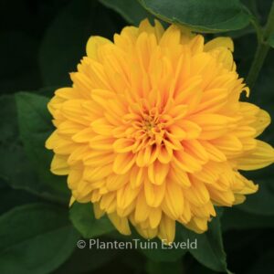 Helianthus decapetalus 'Loddon Gold'