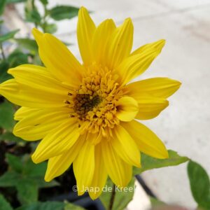 Helianthus decapetalus 'Sunshine Daydream'