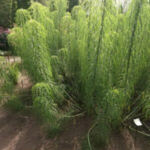 Helianthus salicifolius
