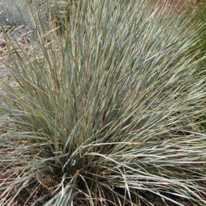 Helictotrichon sempervirens 'Saphirsprudel'